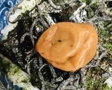 海苔いろいろ●梅干し＆塩昆布の海苔茶漬け作り方3写真