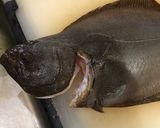 ヒラメの刺身と昆布締め作り方6写真