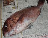 説明丁寧♪鯛から捌く♪鯛の昆布締め♪作り方1写真