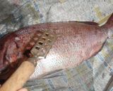 説明丁寧♪鯛から捌く♪鯛の昆布締め♪作り方2写真