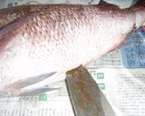 説明丁寧♪鯛から捌く♪鯛の昆布締め♪作り方3写真