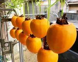 干し柿の作り方(あたご柿）とっても甘い作り方8写真