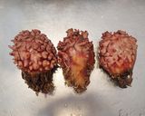 ほやの塩辛作り方1写真