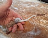 マダコの刺身作り方3写真