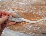 マダコの刺身作り方4写真