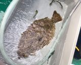 ヒラメの昆布締め茶漬け作り方1写真