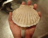 ホタテ貝ヒモのねぎポン酢作り方1写真