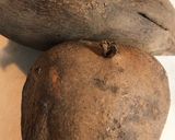 ヤーコンのタラマヨ和え作り方1写真