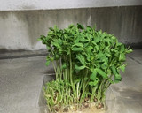 豚ひき肉と白菜は今日もまた二人罪を重ね煮作り方16写真