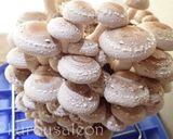 椎茸とキャベツのお味噌汁作り方3写真