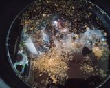 生姜の卵どじうどん(簡単)作り方1写真