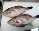 コウモリの肝和え作り方1写真