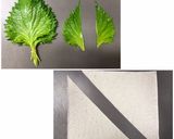 海老と大葉の春巻き作り方4写真