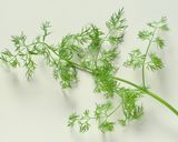 ディル風味のポテトサラダ作り方1写真