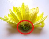 😊箸休めに✨簡単和食♪食用菊となめこの酢の物😊作り方1写真