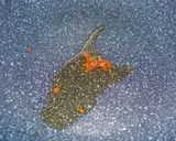 ご飯が進む常備菜★大根の葉で生ふりかけ作り方4写真