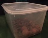 鳥モツ煮流用カレー…モツ4キロ生活4日目作り方10写真