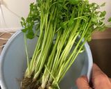 根までおいしい♪セリ鍋作り方1写真