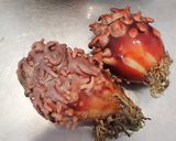 ほやチャウダー作り方1写真