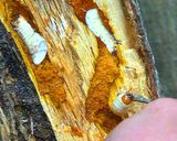 昆虫食の始め方(コクワ幼虫編)作り方1写真