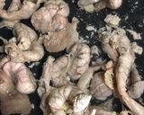 鳥モツ煮を4キロ近く作るとどうなるの？作り方11写真
