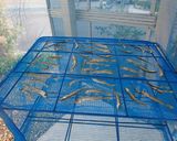 ワカサギの煮干し作り方5写真