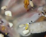 リカちゃん♡簡単参鶏湯タンターン♪作り方6写真