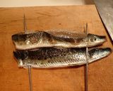 マイワシの炙り刺し作り方6写真