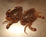 ヒラツメガニの味噌汁作り方1写真