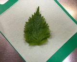 えび、貝柱、アボガドの春巻き作り方3写真