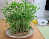 豆苗と鶏のむね肉の中華風炒め作り方1写真