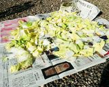 揉みこみ激ウマ白菜漬け♥作り方3写真