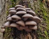 ヒラタケの日の丸焼き～（＾＾）作り方1写真