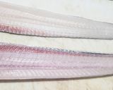 なべじ流タチウオの三枚おろし作り方8写真
