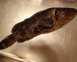 タケノコメバルの刺身作り方1写真