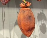 干し柿の作り方(あたご柿）とっても甘い作り方10写真