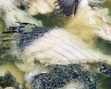 クロ(メジナ)超簡単　魚の出汁の取り方作り方9写真
