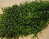 シソの葉の塩漬けで美味しいご飯作り方1写真