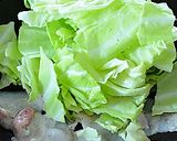 キャベツと豚肉とチーズの蒸し焼き♪作り方1写真