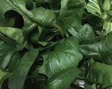 超簡単　卵ほうれん草ホットサンド作り方1写真