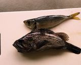 アジとソイの昆布締め作り方1写真