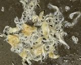 じゃこにんにくバター醤油の大根ステーキ　作り方2写真