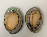 【基本】アワビの捌き方(刺身)作り方3写真