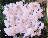 簡単♪ハムカツでおにぎり作り方2写真