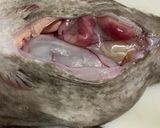 【簡易版】あんこうの捌き方作り方3写真