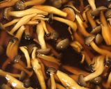 きのこたっぷり豆腐ハンバーグ作り方7写真