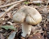 ウラベニホテイシメジなどの煮込みうどん作り方1写真