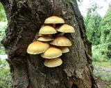 ウラベニホテイシメジなどの煮込みうどん作り方2写真