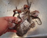マダコの茹で方作り方2写真