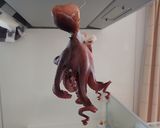 マダコの茹で方作り方6写真